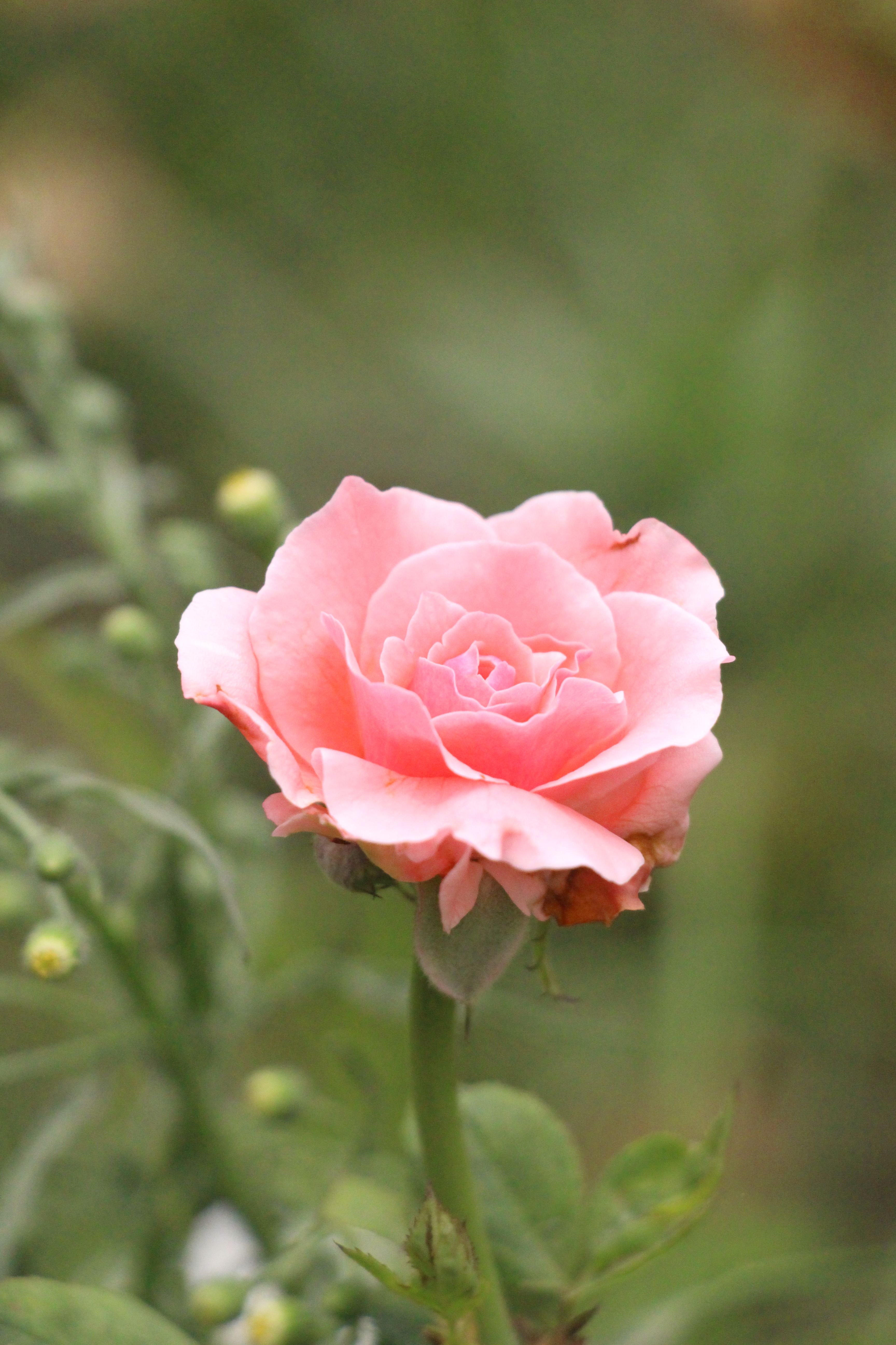 Blooming Pink Rose in Natural Setting · Free Stock Photo