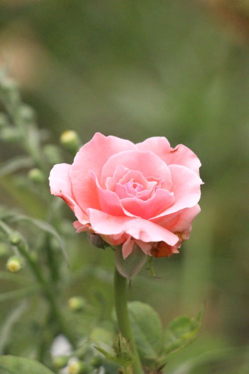 Pink Roses Natural Photography Blooming Pink Rose in Natural Setting · Free Stock Photo