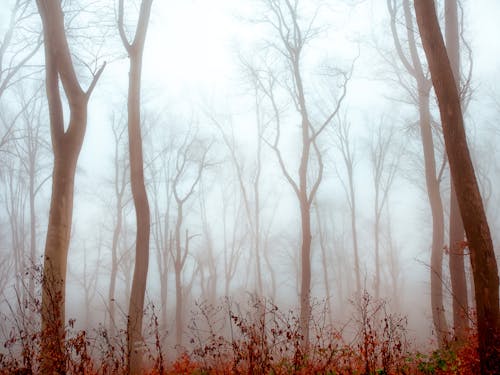 奧地利, 秋天, 秋天心情森林 的 免費圖庫相片