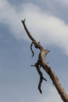 Bükülmüş çıplak bir ağaç dalının berrak mavi gökyüzüne doğru uzandığı çarpıcı bir görüntü.