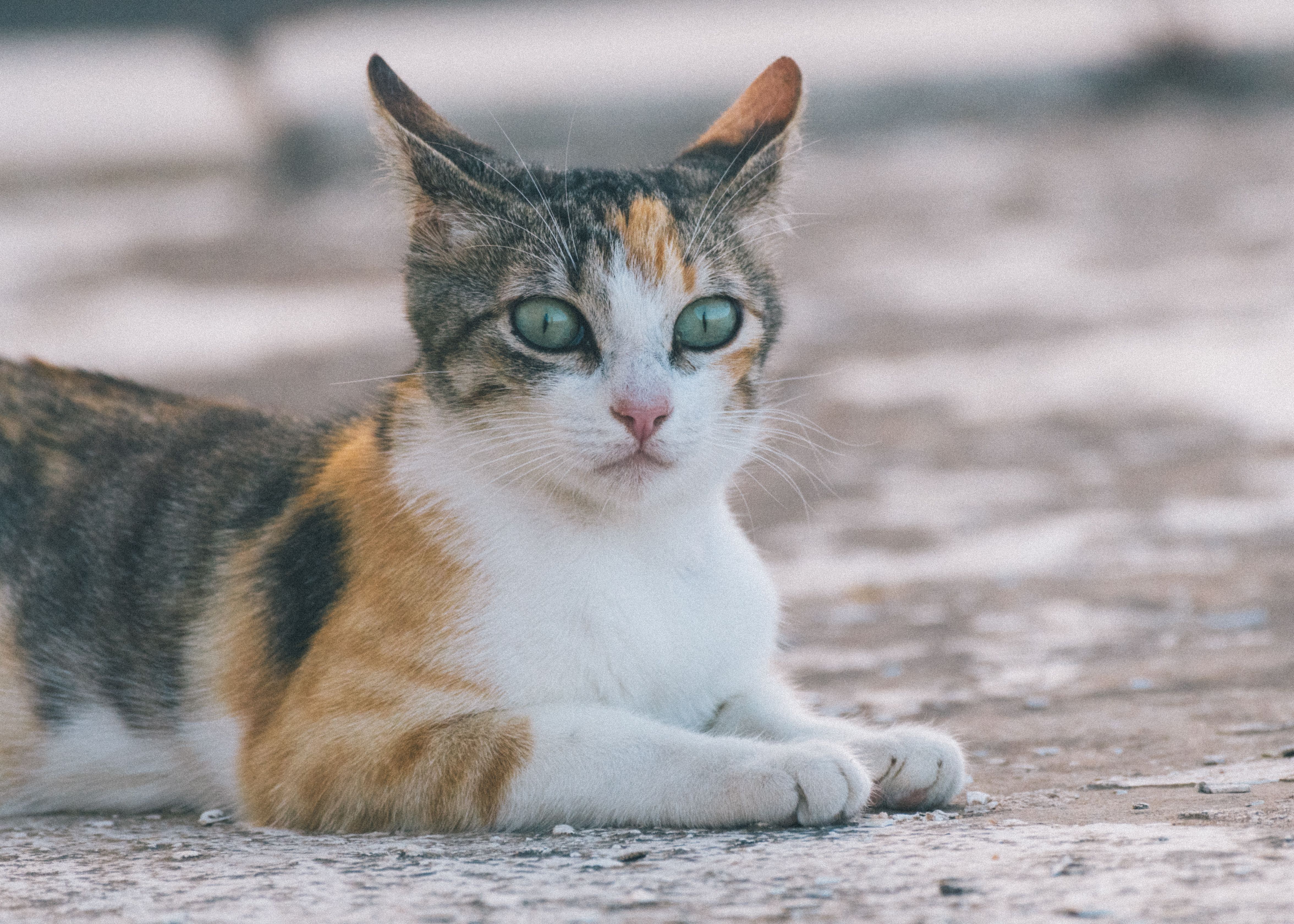 The £14,000 Cat Bill: Global Crisis in Veterinary Healthcare Costs — Photo by Mahmoud Yahyaoui on Pexels