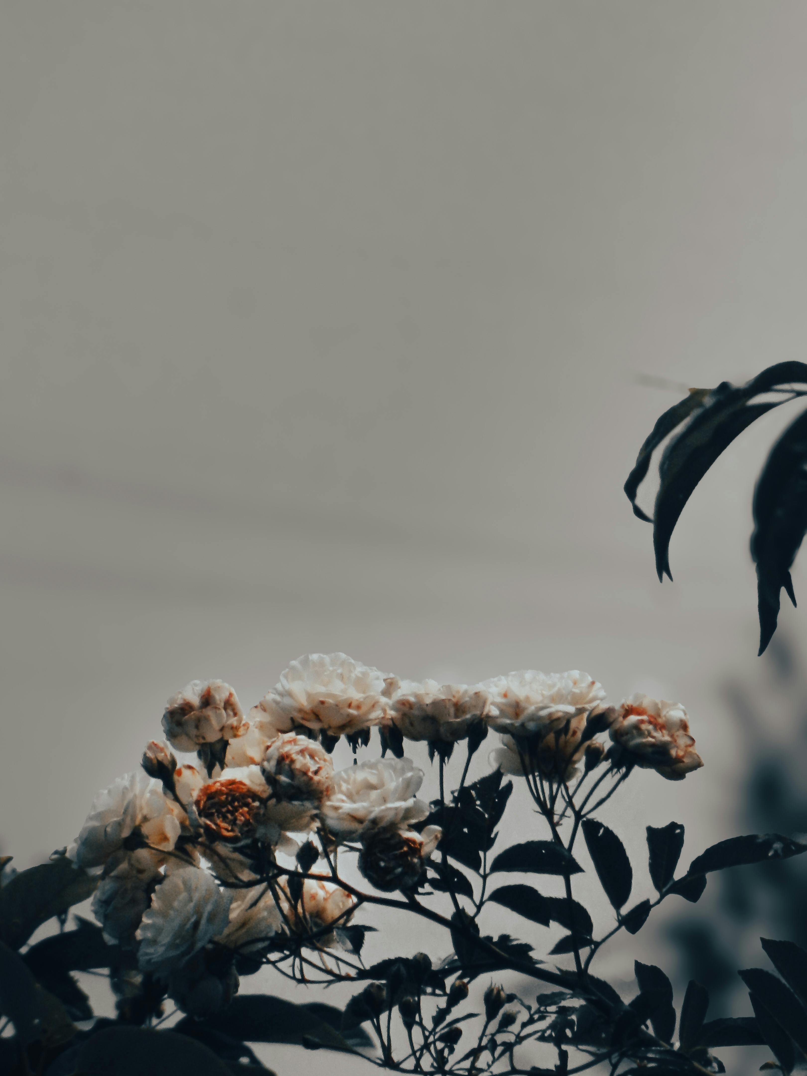 De franc Un primer pla de delicades roses blanques sobre un fons apagat, capturades amb una llum suau. Foto d'estoc