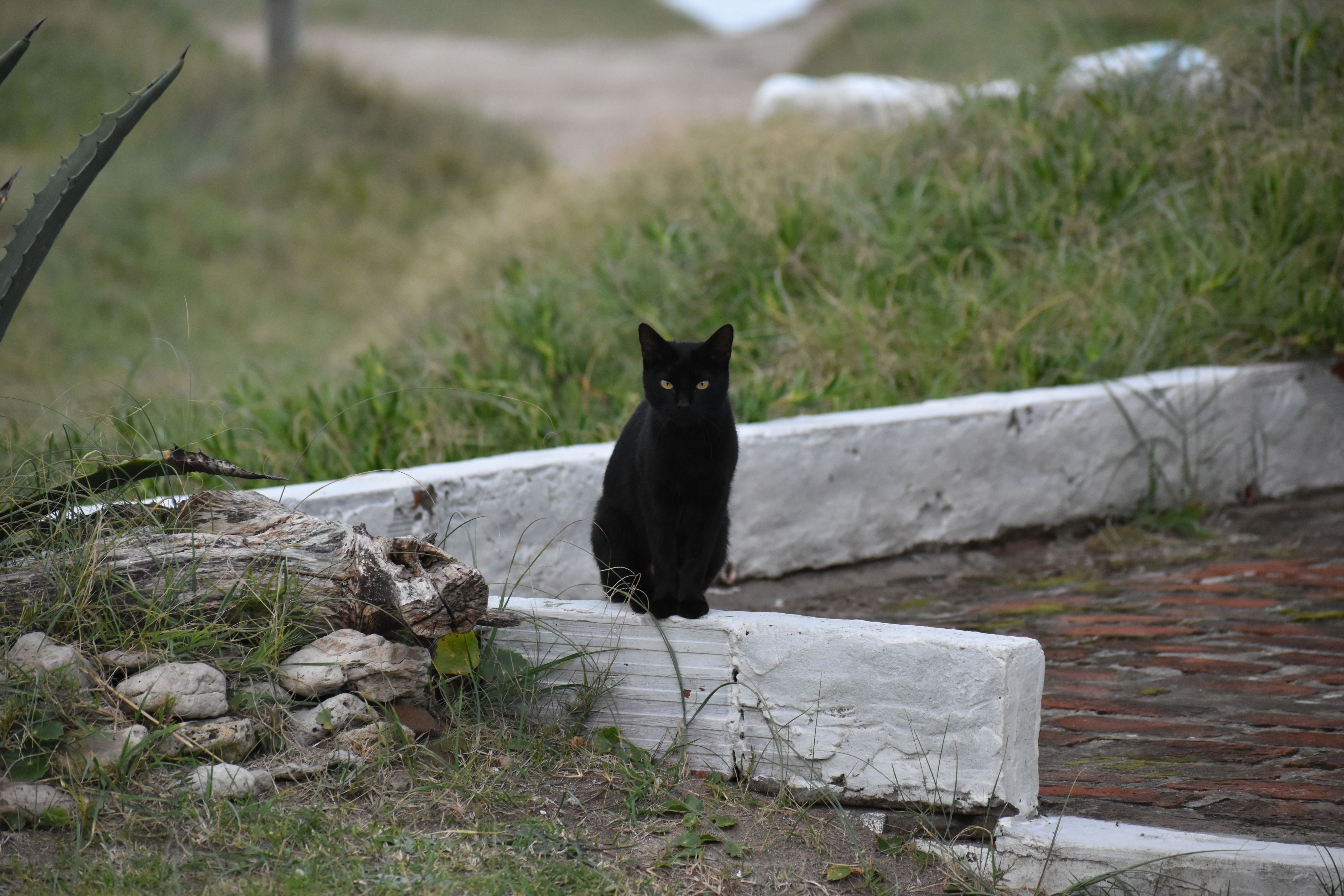 Black Cat Sitting Outdoors on a Pathway · Free Stock Photo