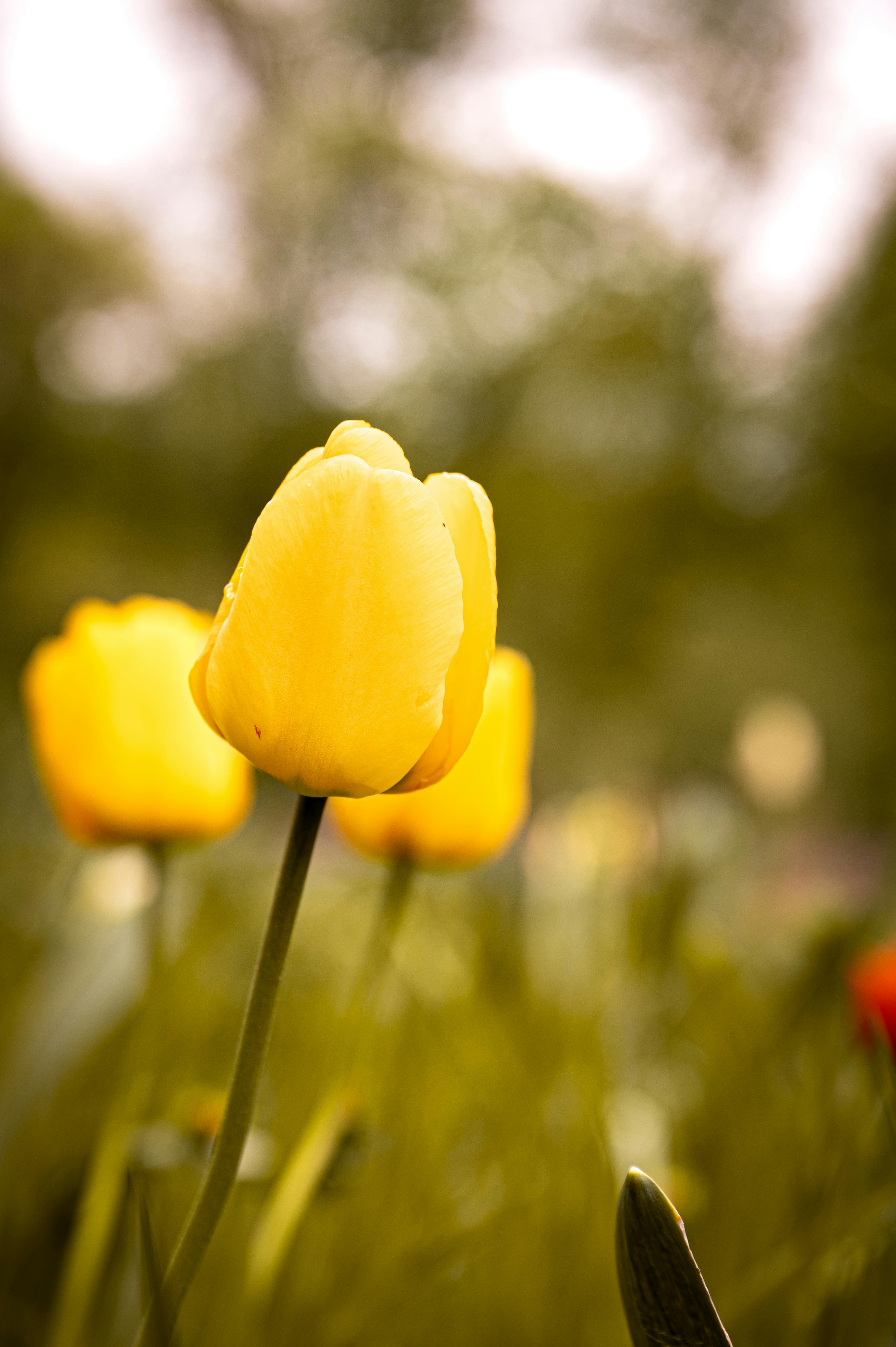 Yellow Tulip Flower · Free Stock Photo