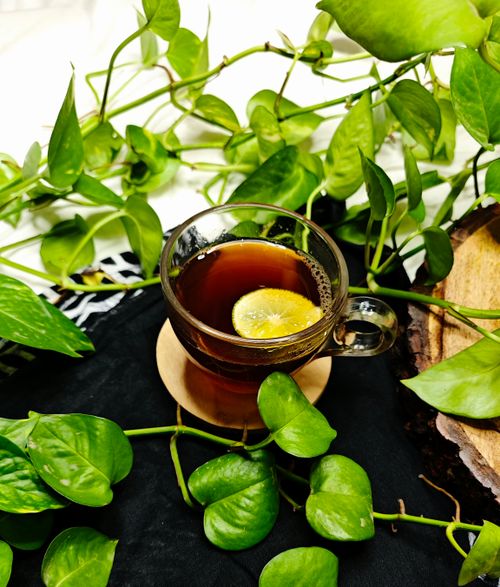 Free A refreshing glass cup of tea with lemon slice amidst lush green leaves on a dark cloth. Stock Photo