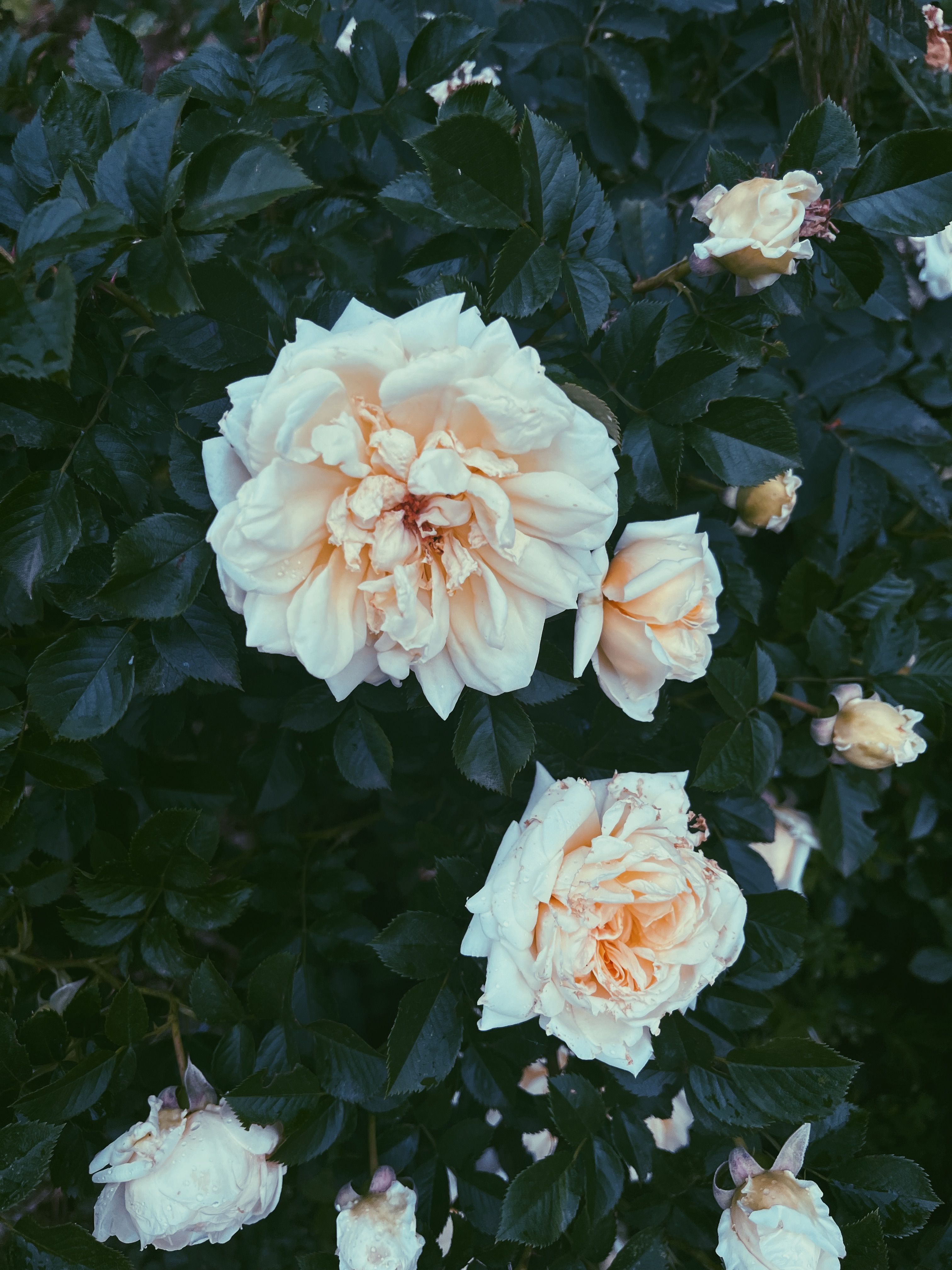 Elegant Cream Roses in Lush Greenery · Free Stock Photo