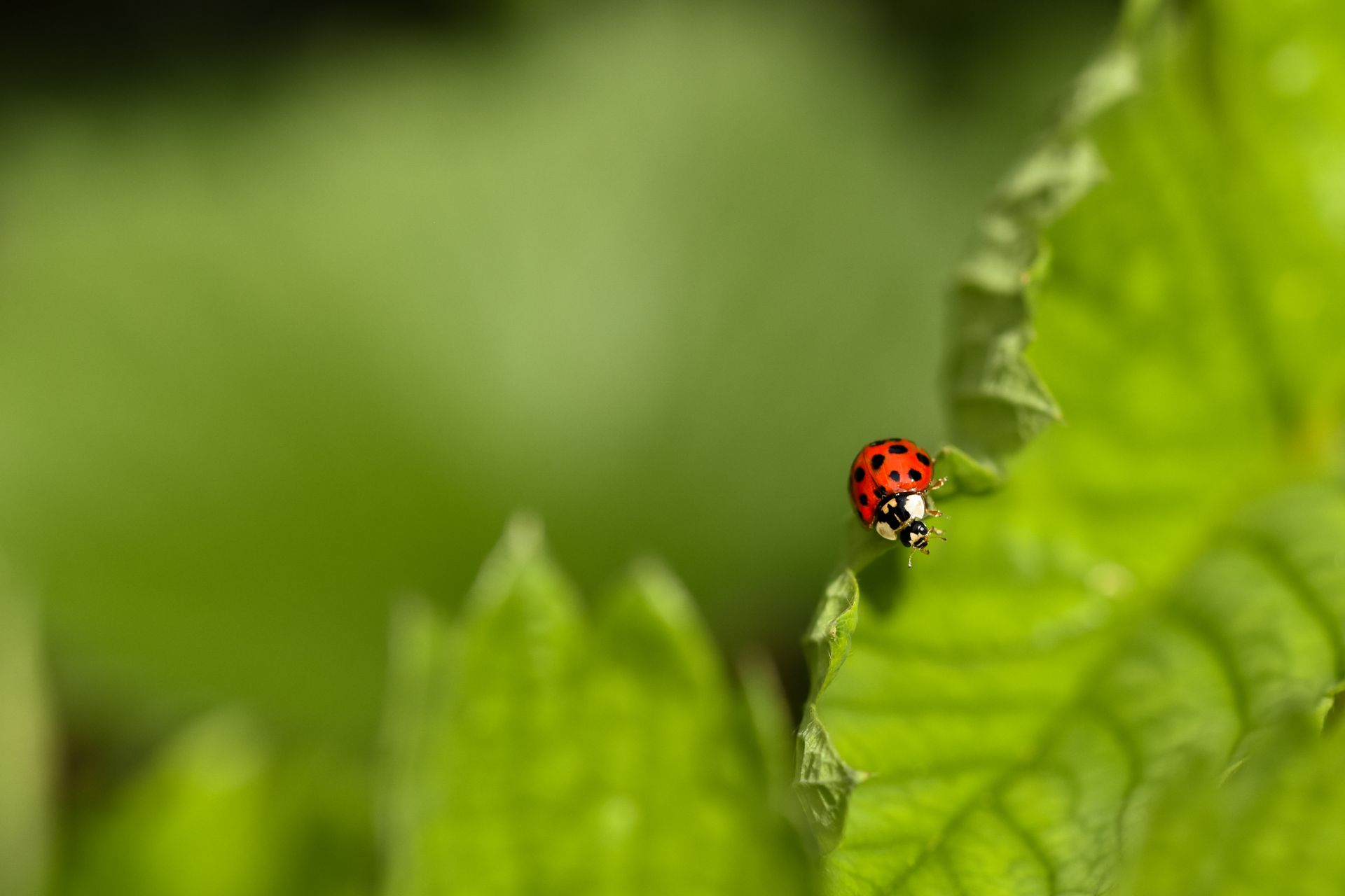 Close-up macro image of a ladybird perched on a vibrant green leaf in a garden setting