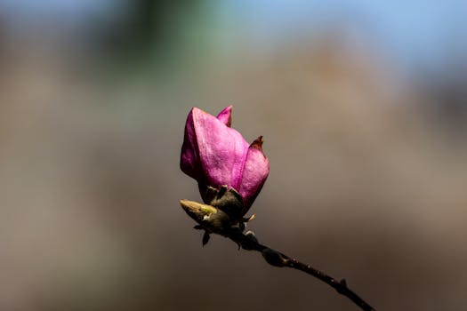 A beautiful close-up of a purple magnolia bud on a branch against a blurred background, caught in natural light.