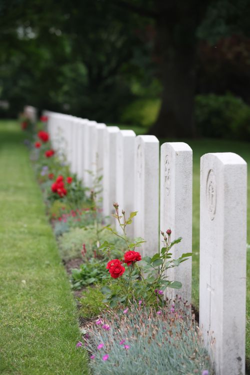 Free Row of aligned white headstones with red roses in an outdoor cemetery. Stock Photo