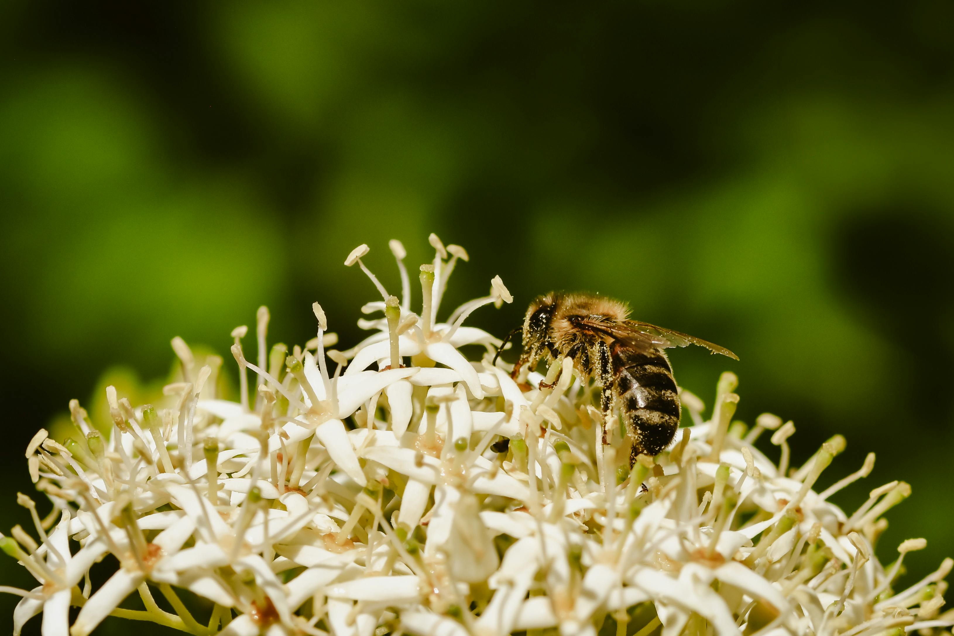 Ark Valley Civics Bee Competition to Send Three Local Students to State — Photo by Alexas Fotos on Pexels