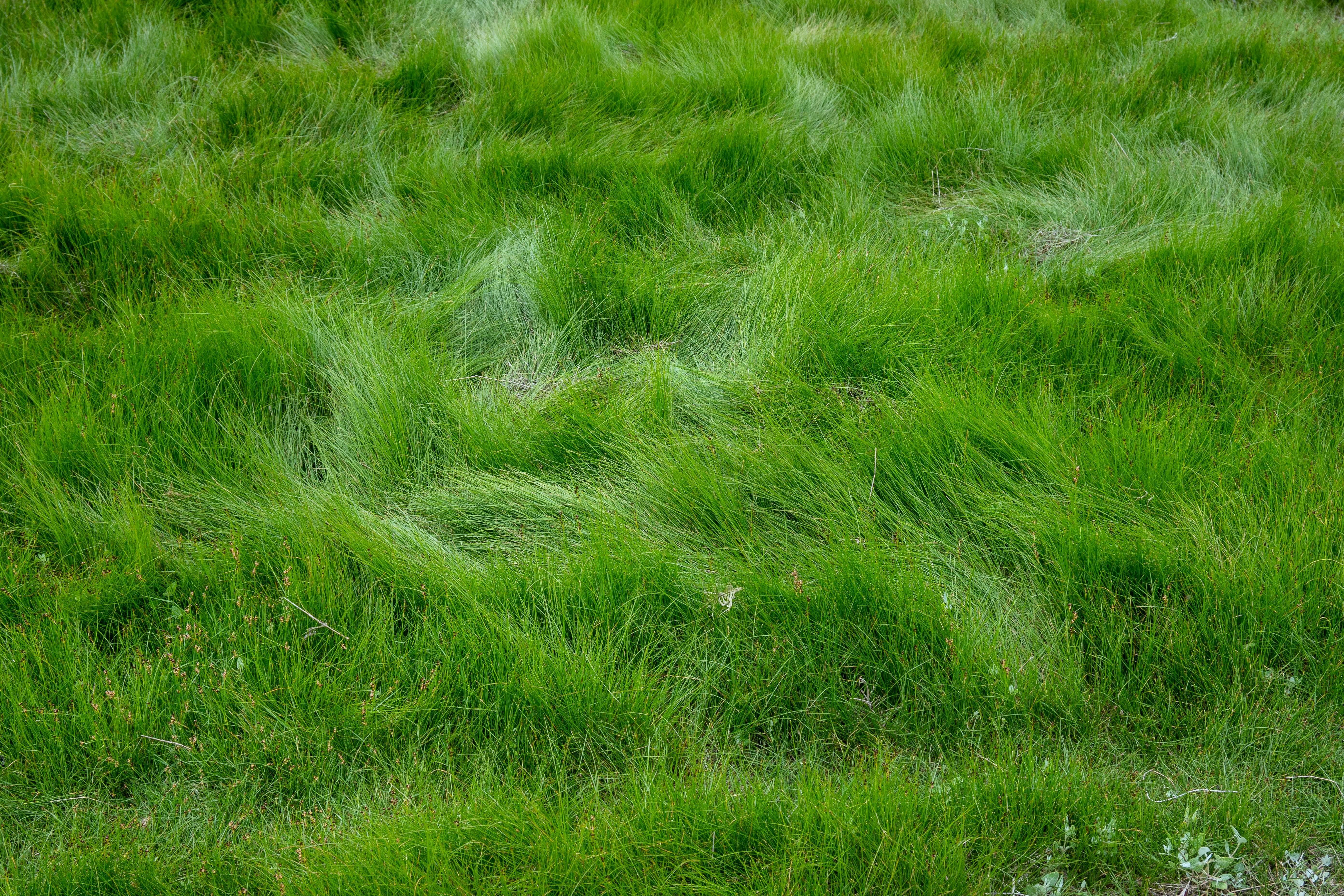Vibrant green grass field close-up, capturing natural textures in Normandy, France.