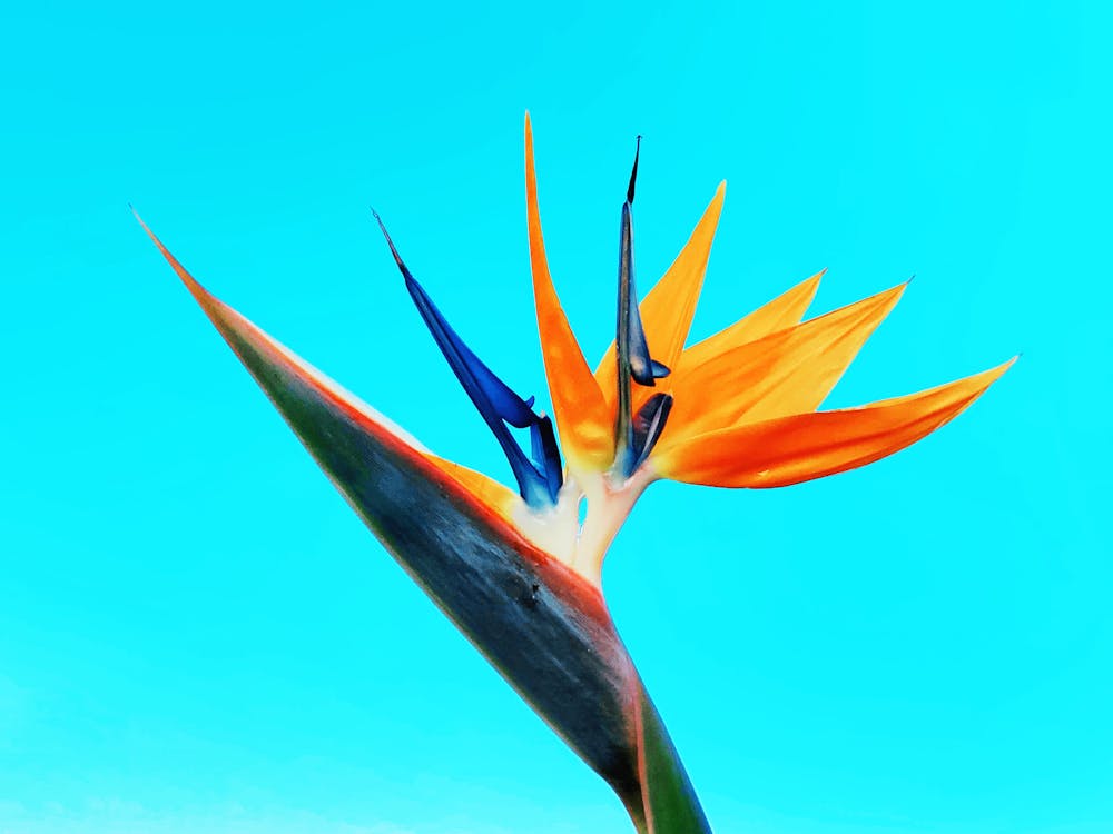 Free stock photo of bird of paradise, flor, flower