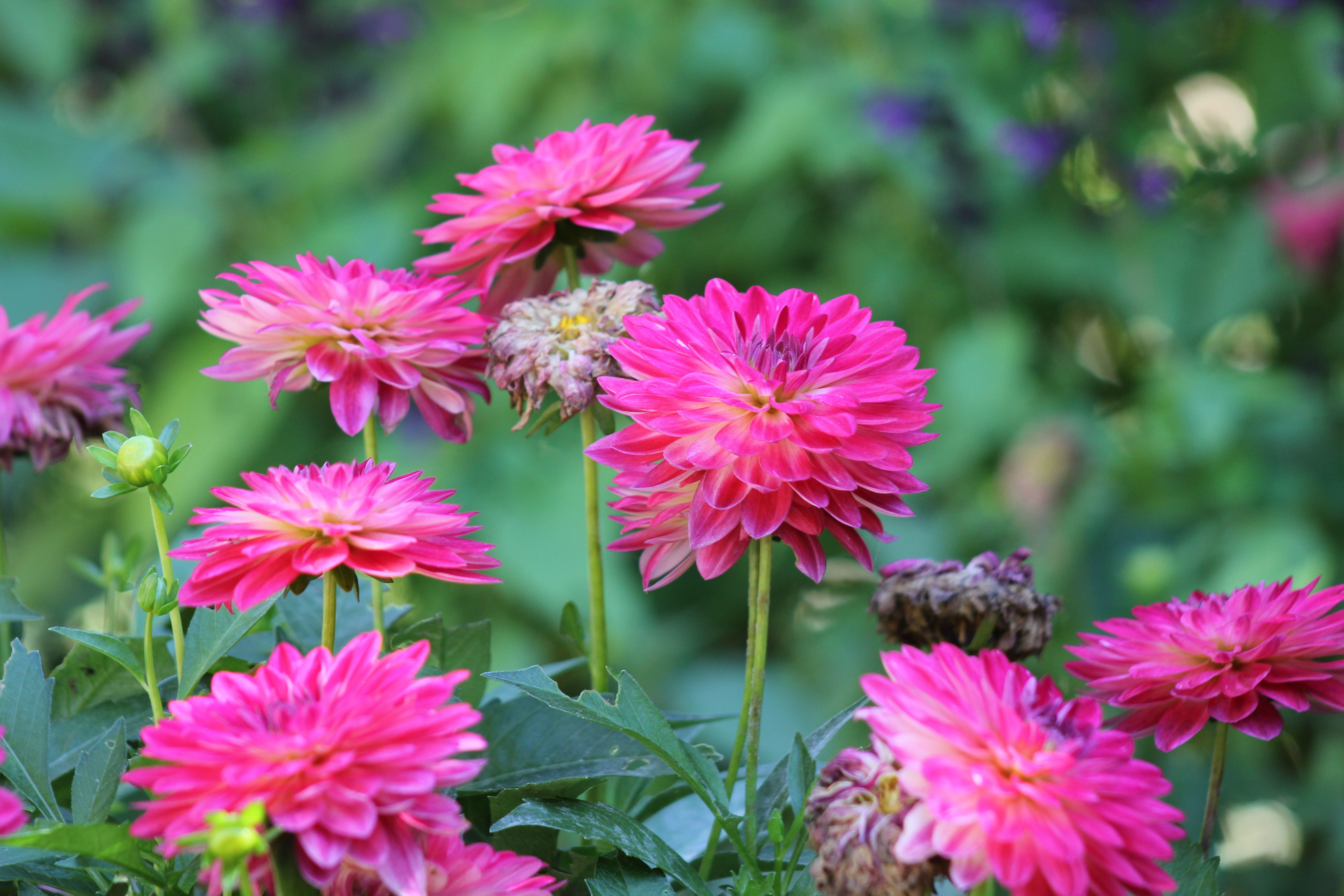 Essential Gardening Tips for Canadian Climate Success