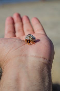 A close-up image of a small hermit crab resting on an open palm, captured outdoors.