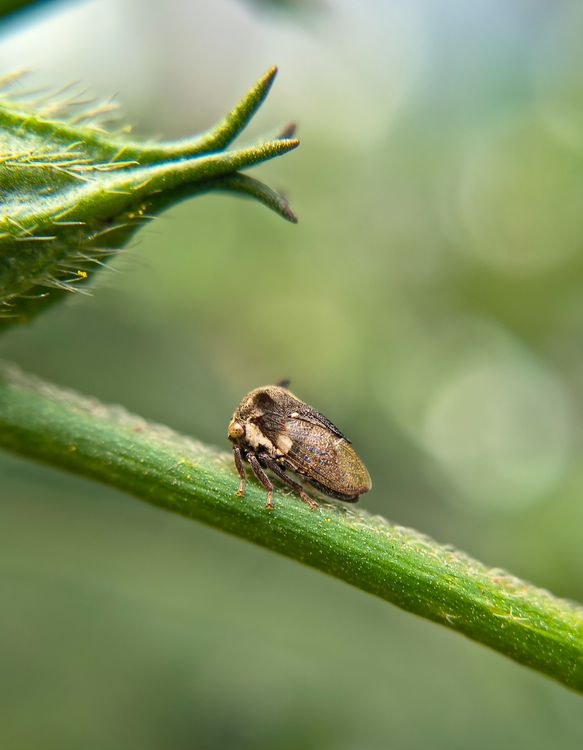 Stwm Insect Close-Up of a Brown Insect on a Green Stem · Free Stock Photo