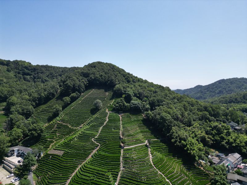Aerial view of terraced Longjing tea plantations in Hangzhou
