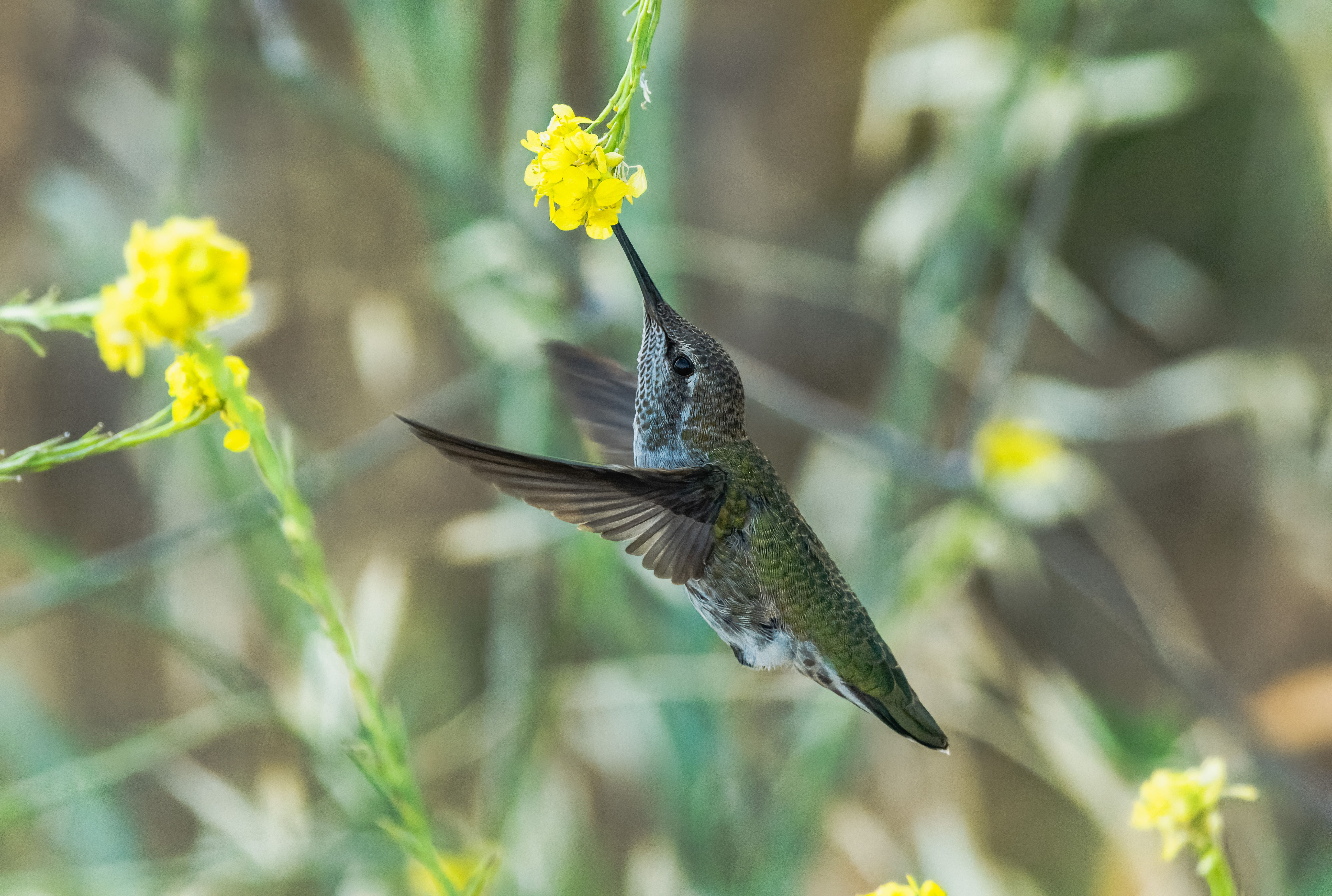 Hummingbird Sipping Nectar from Yellow Flower · Free Stock Photo