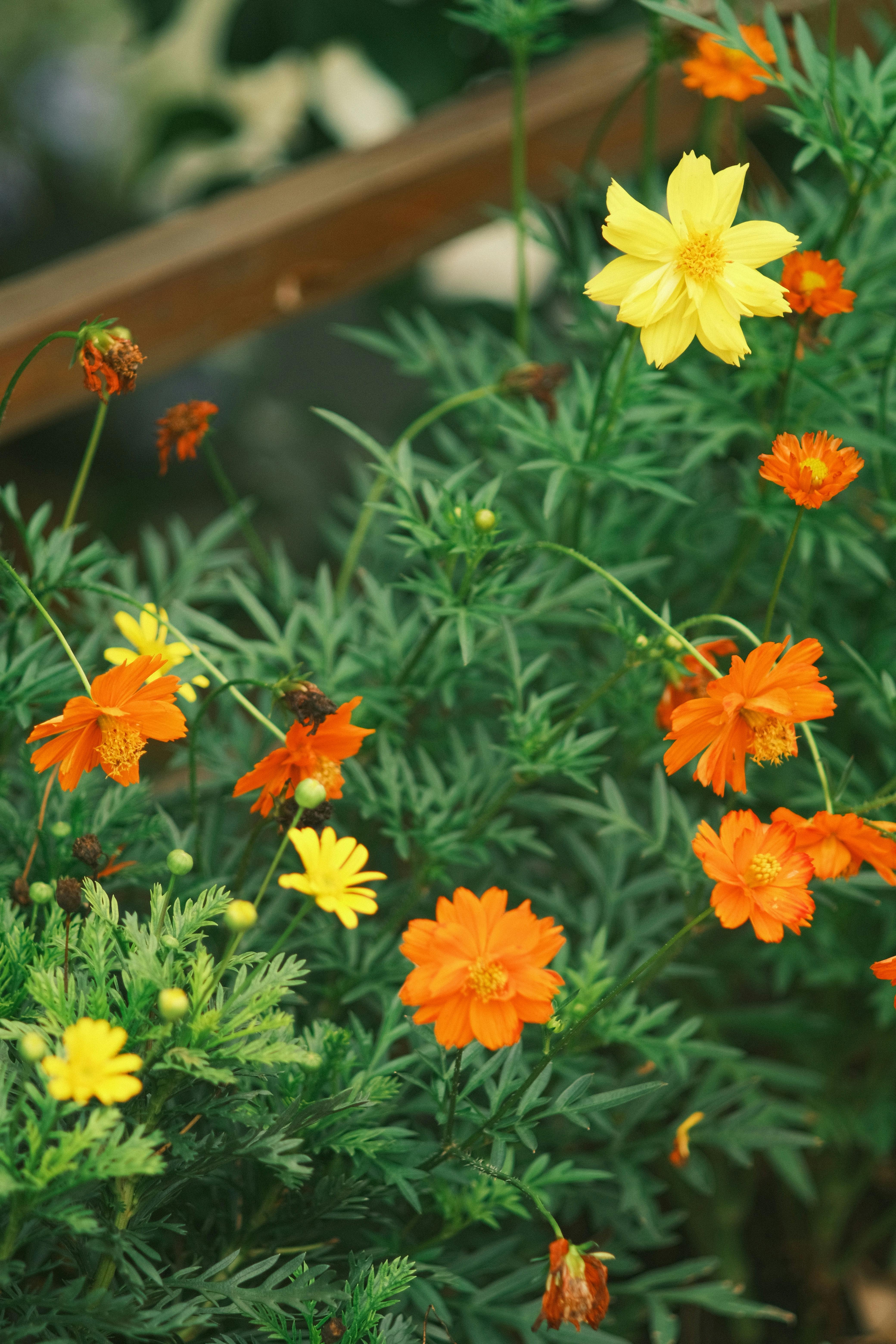 [ColoSach]-bright-orange-and-yellow-cosmos-flowers-blooming-beautifully-in-a-lush-garden-setting.