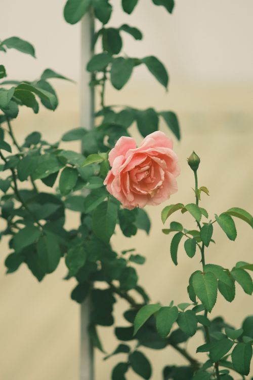 Free A beautiful pink rose in full bloom surrounded by lush green leaves, evoking a sense of tranquility. Stock Photo