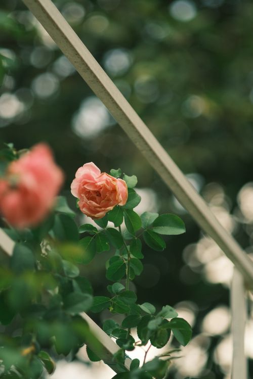 Free A vibrant pink rose blooming amidst green leaves with a soft-focus bokeh background. Stock Photo
