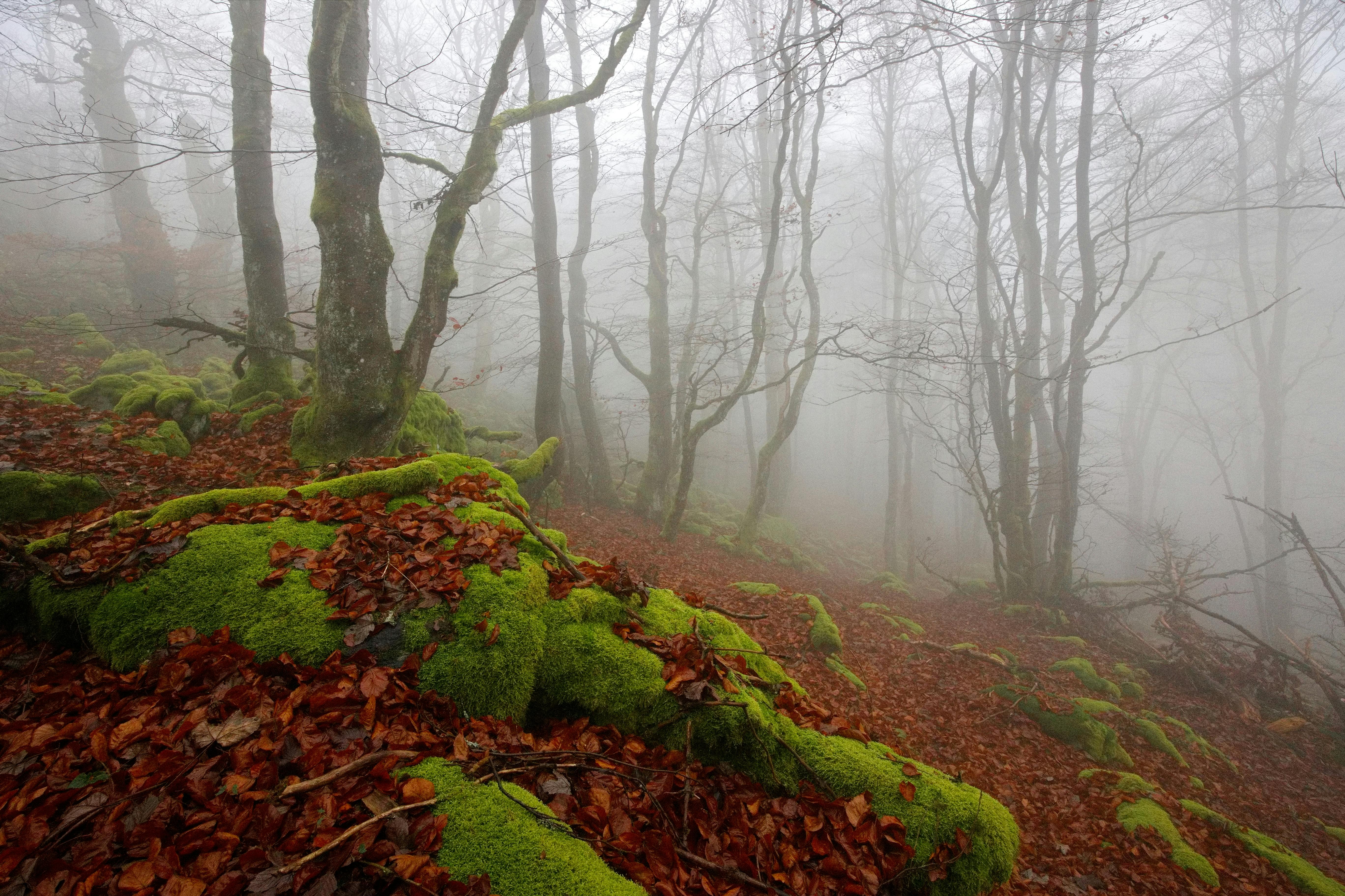 Explore the enchanting misty forest in autumn with vibrant moss and colorful leaves.