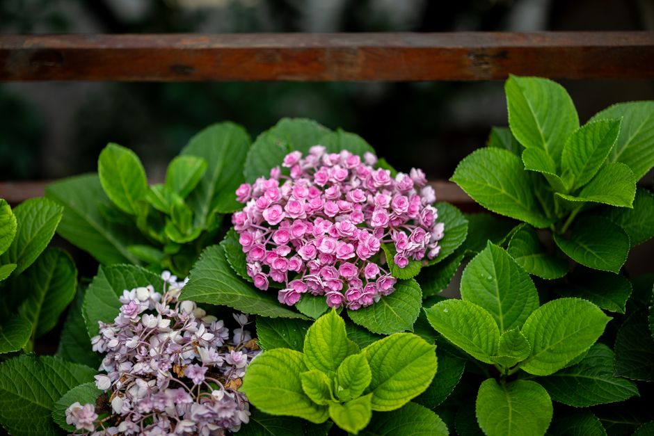 Close-up of vibrant pink hydrangea flowers — old wood vs new wood bloomers in Surrey BC