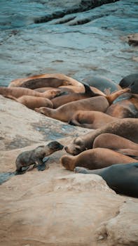 Baby Seal Looking at Other Seals Sleeping