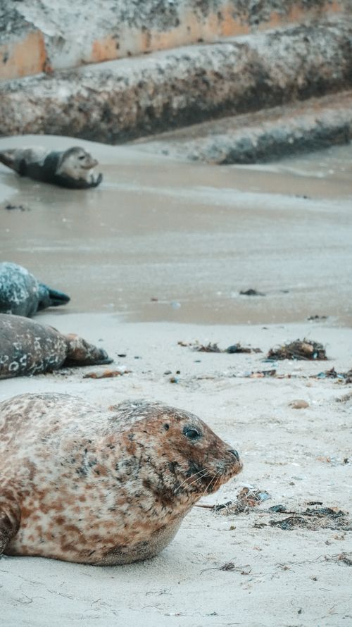 Free Seals basking in the sun on a sandy beach in San Diego, offering a tranquil wildlife scene. Stock Photo