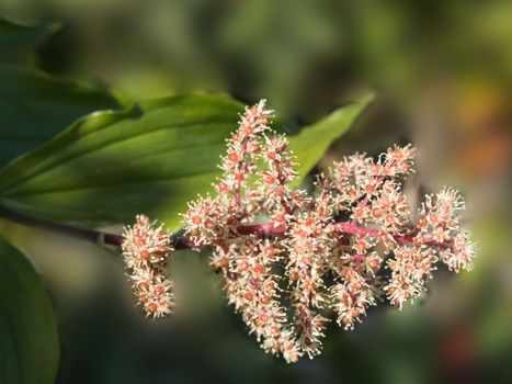 Detailed close-up of Solomon's Plume flowers with lush green leaves in Washington, USA.