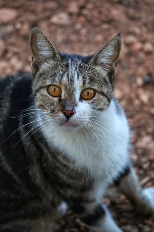 Free Charming close-up of a striped domestic cat with vivid amber eyes, captured outdoors. Stock Photo