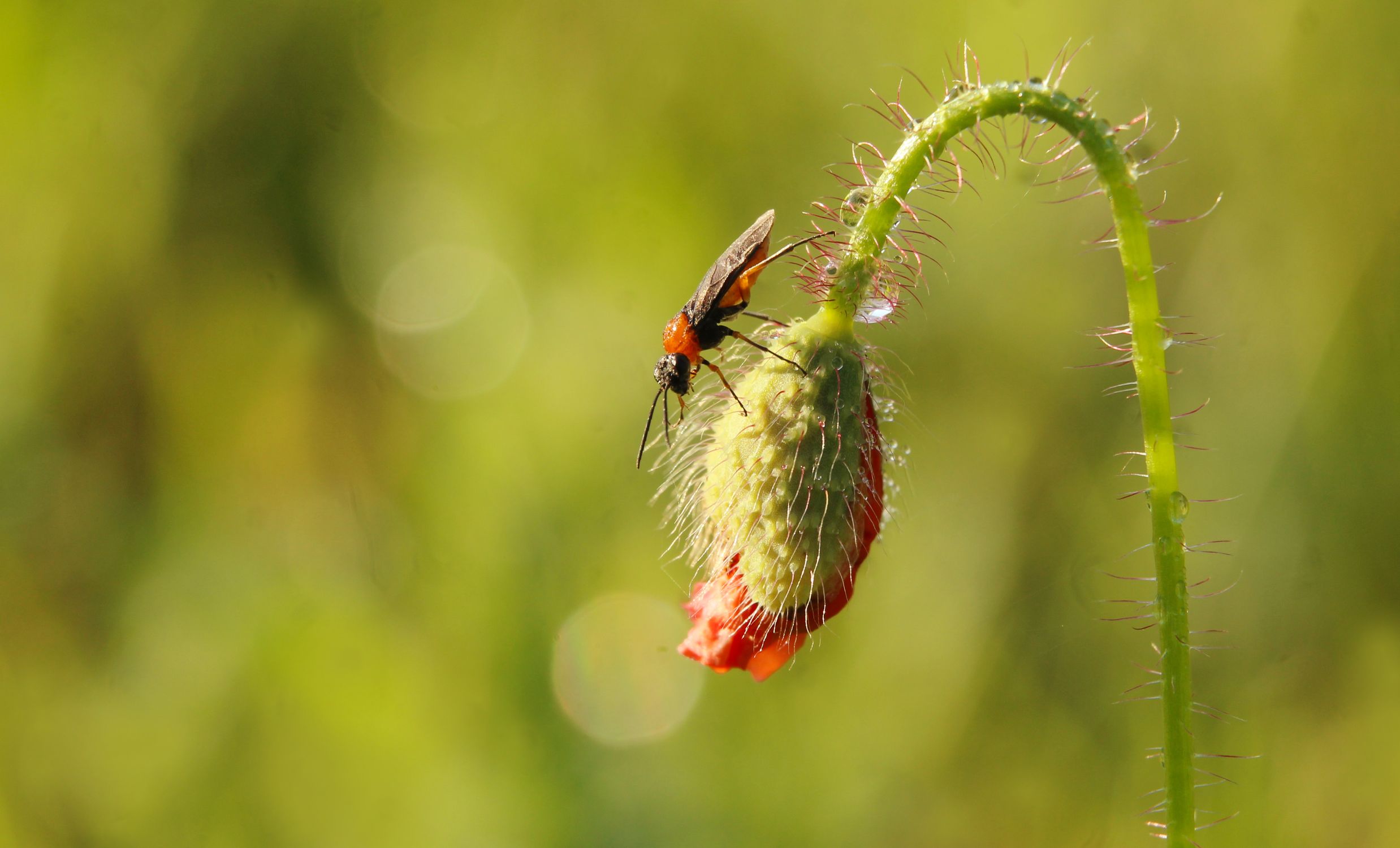 Bud Insect Close-up of red and black insect on poppy bud · Free Stock Photo