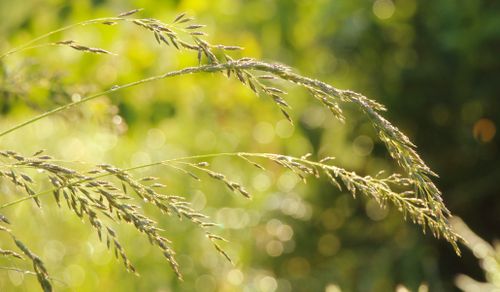 Free A serene close-up of grass stalks in golden sunlight, showcasing nature's delicate beauty. Stock Photo