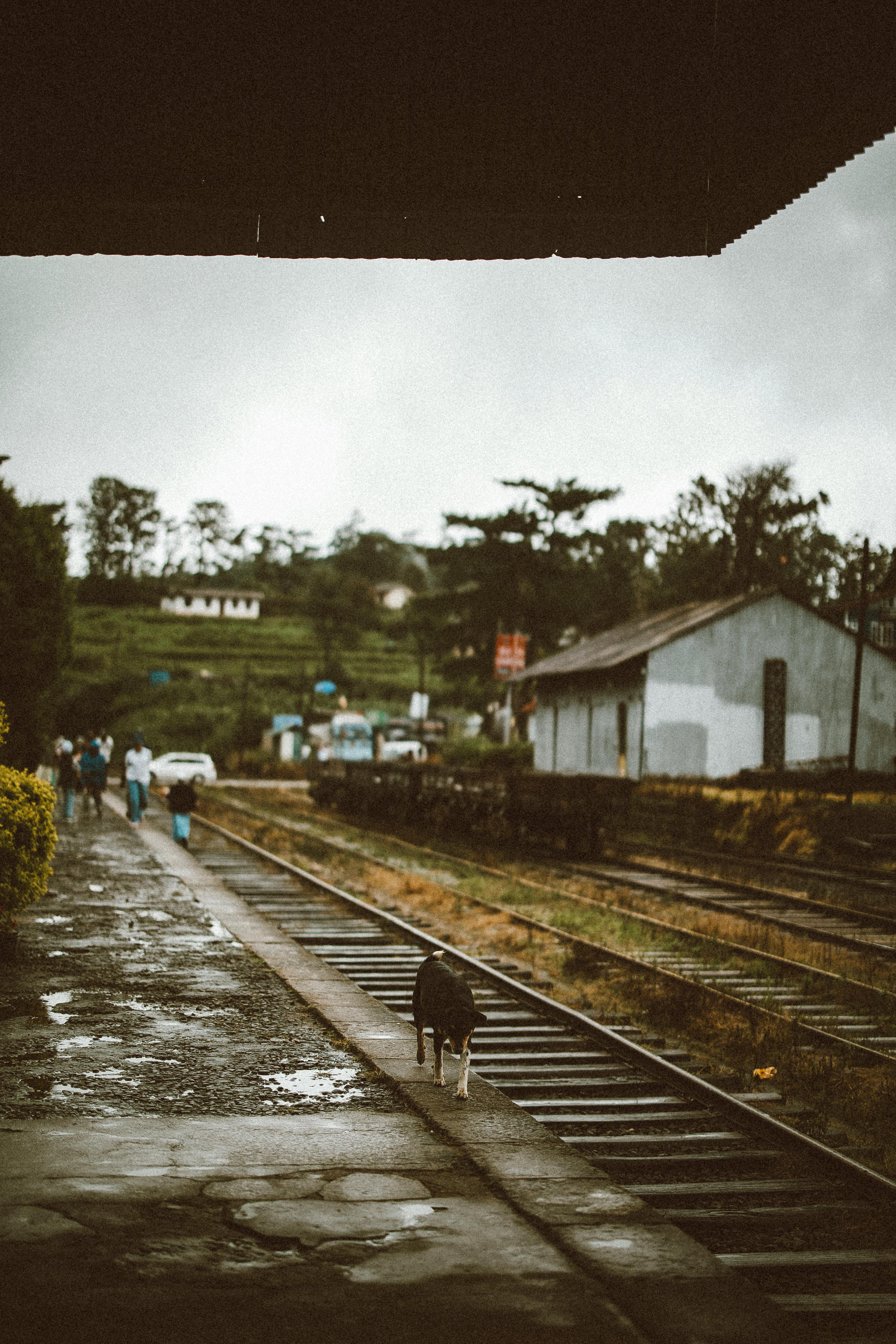 Why Do Dogs Have Wet Noses? Uncover The Fascinating Truth! 9 Can You Train Your Dog to Have a Wet Nose? The Surprising Truth!