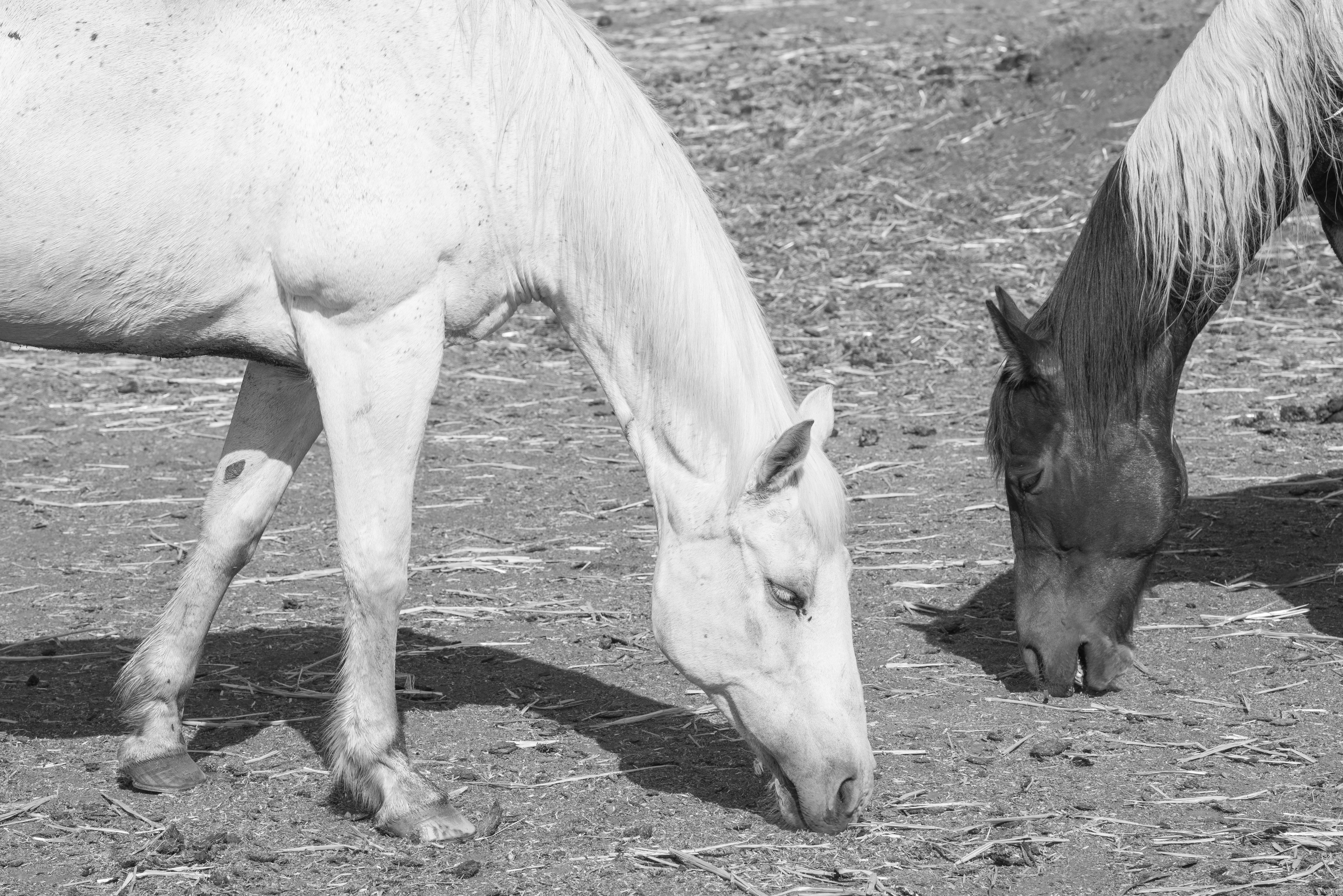 Foto Gratuita Di Bianco E Nero Cavalli Bianchi E Neri Monocromatico