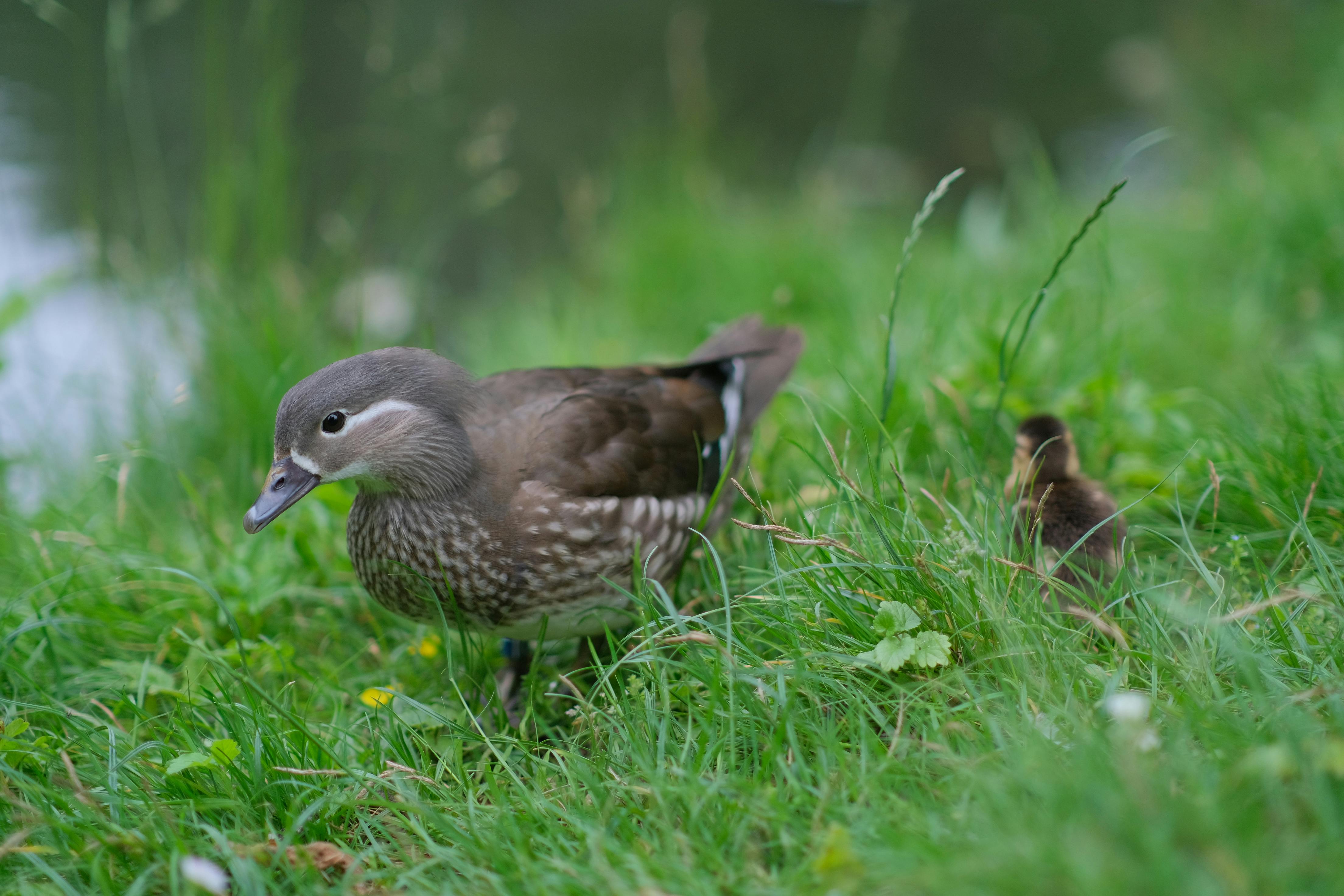 A serene Mandarin duck with its duckling walking on vibrant green grass near a pond.