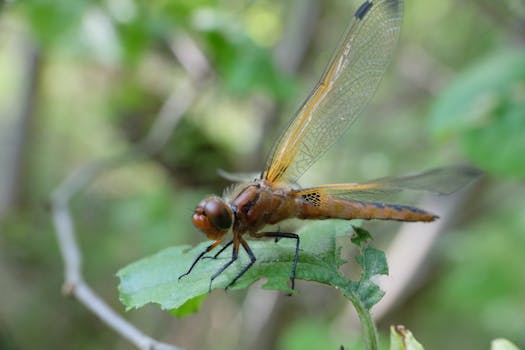 Detailed macro shot of a dragonfly perched on a leaf in a natural setting.