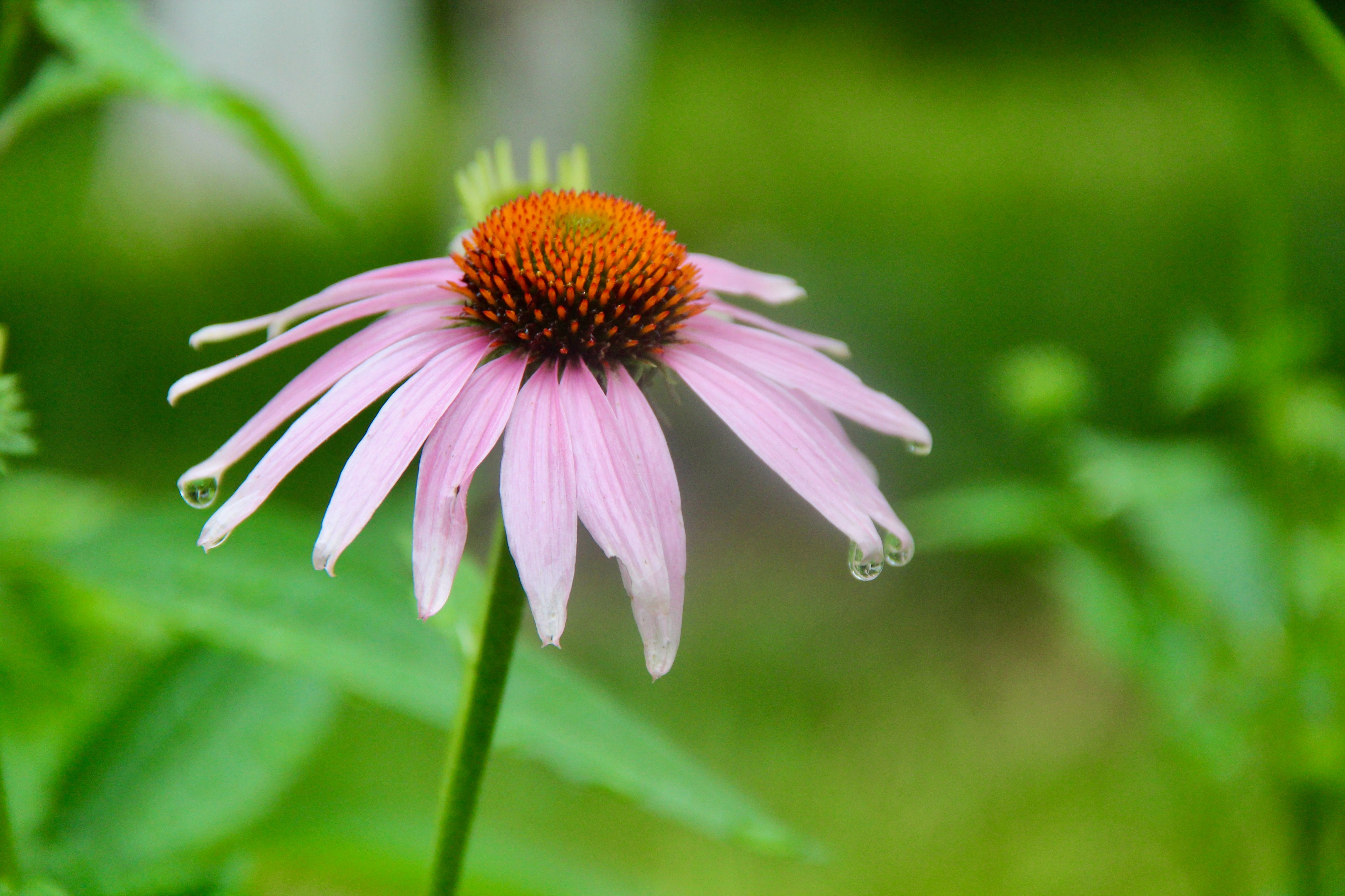 Echinacea Root Botanical Photo