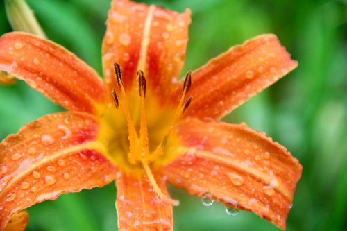 Free Macro shot of an orange daylily with dew droplets, showcasing intricate petal details. Stock Photo