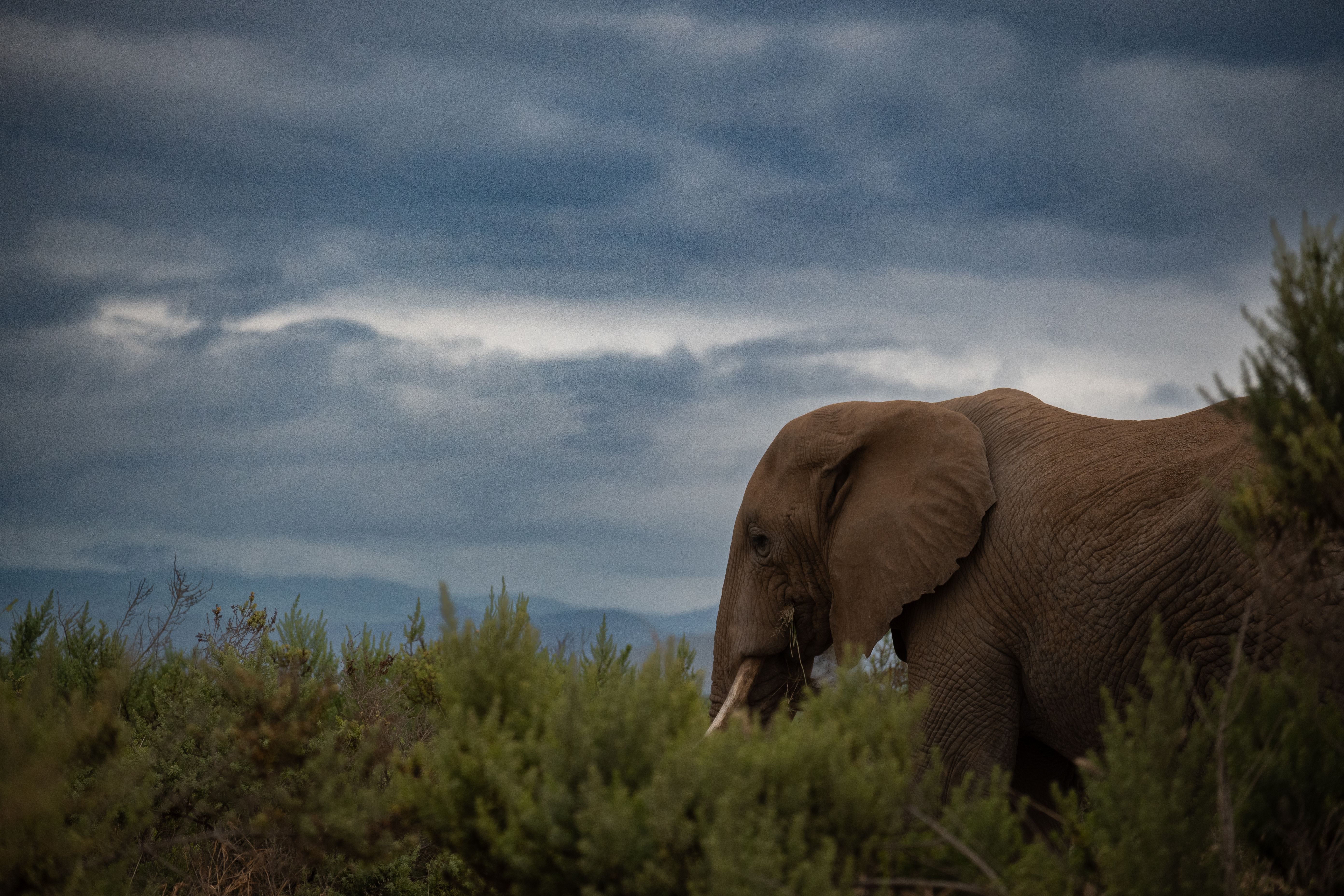 Side profile of an African elephant amidst lush greenery under a moody sky.