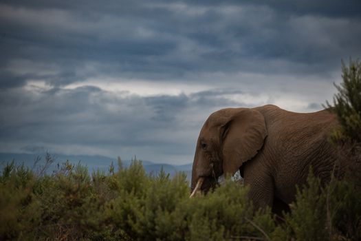 Side profile of an African elephant amidst lush greenery under a moody sky.