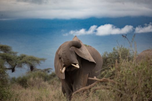 An African elephant stands prominently in its natural habitat under a vivid sky.