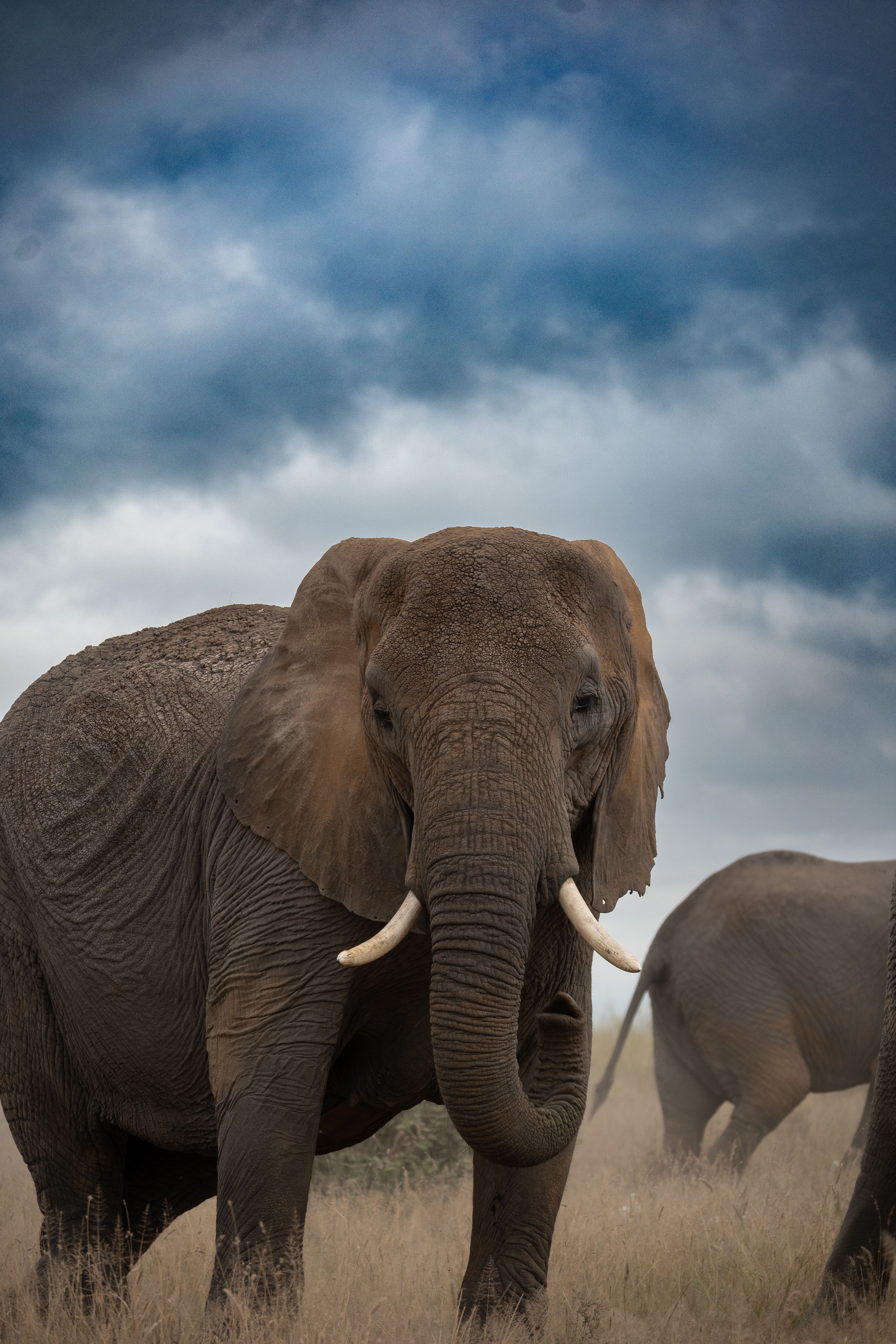Close-up of African elephants in the wild under a dramatic cloudy sky.
