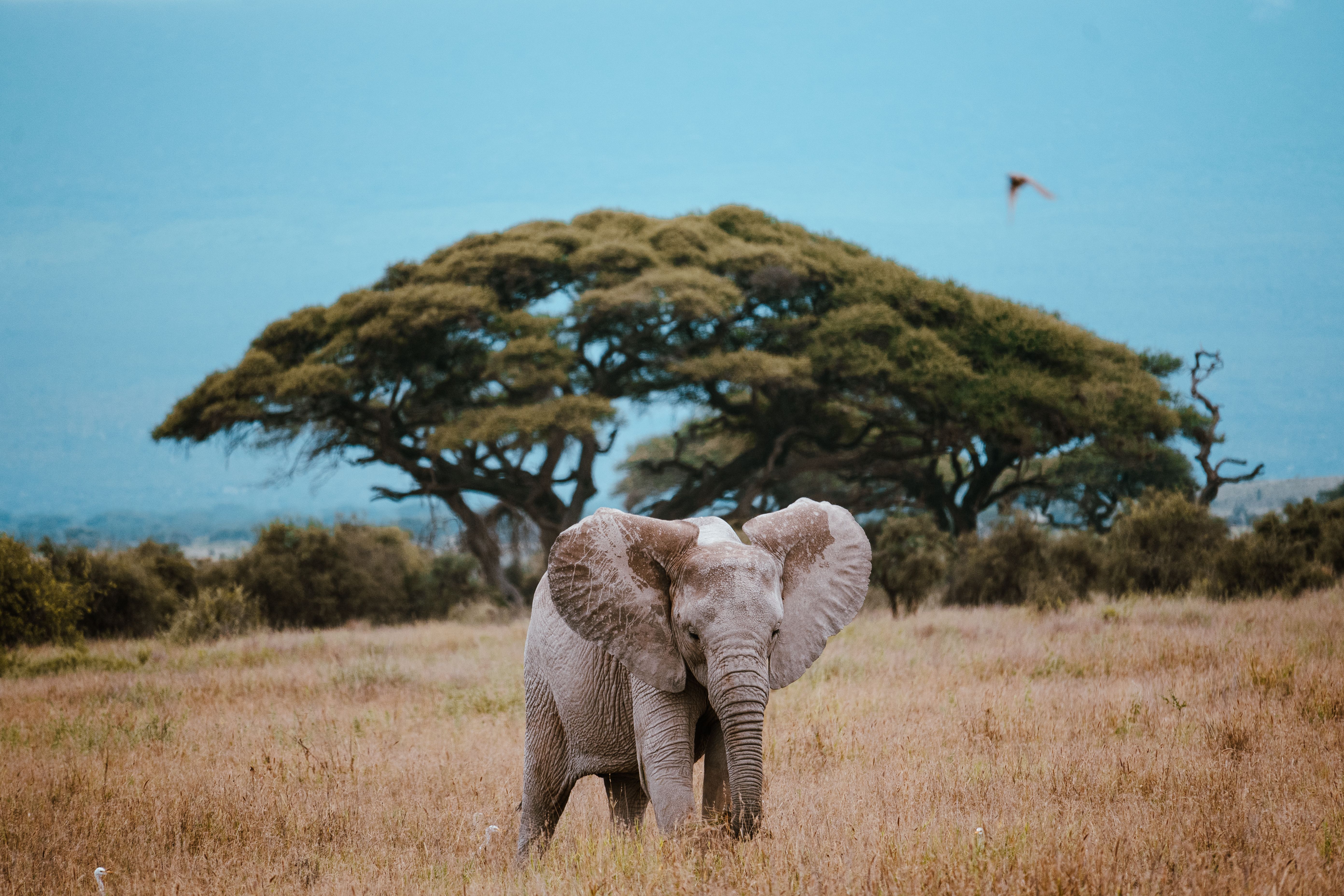 A stunning African elephant stands in the open savanna with a classic acacia tree in the background.
