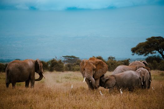 elephant photo