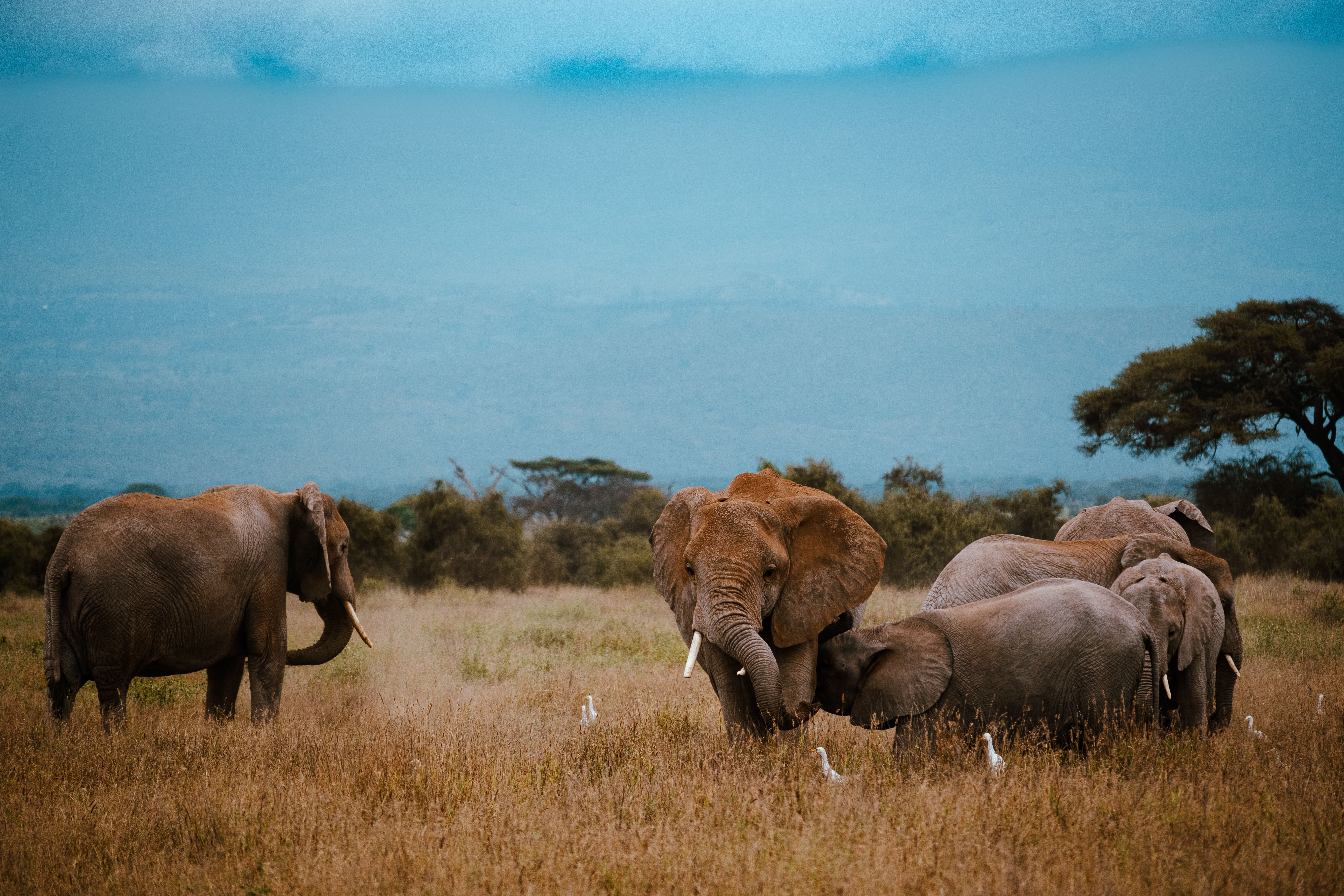 African Elephants Grazing on the Savannah · Free Stock Photo