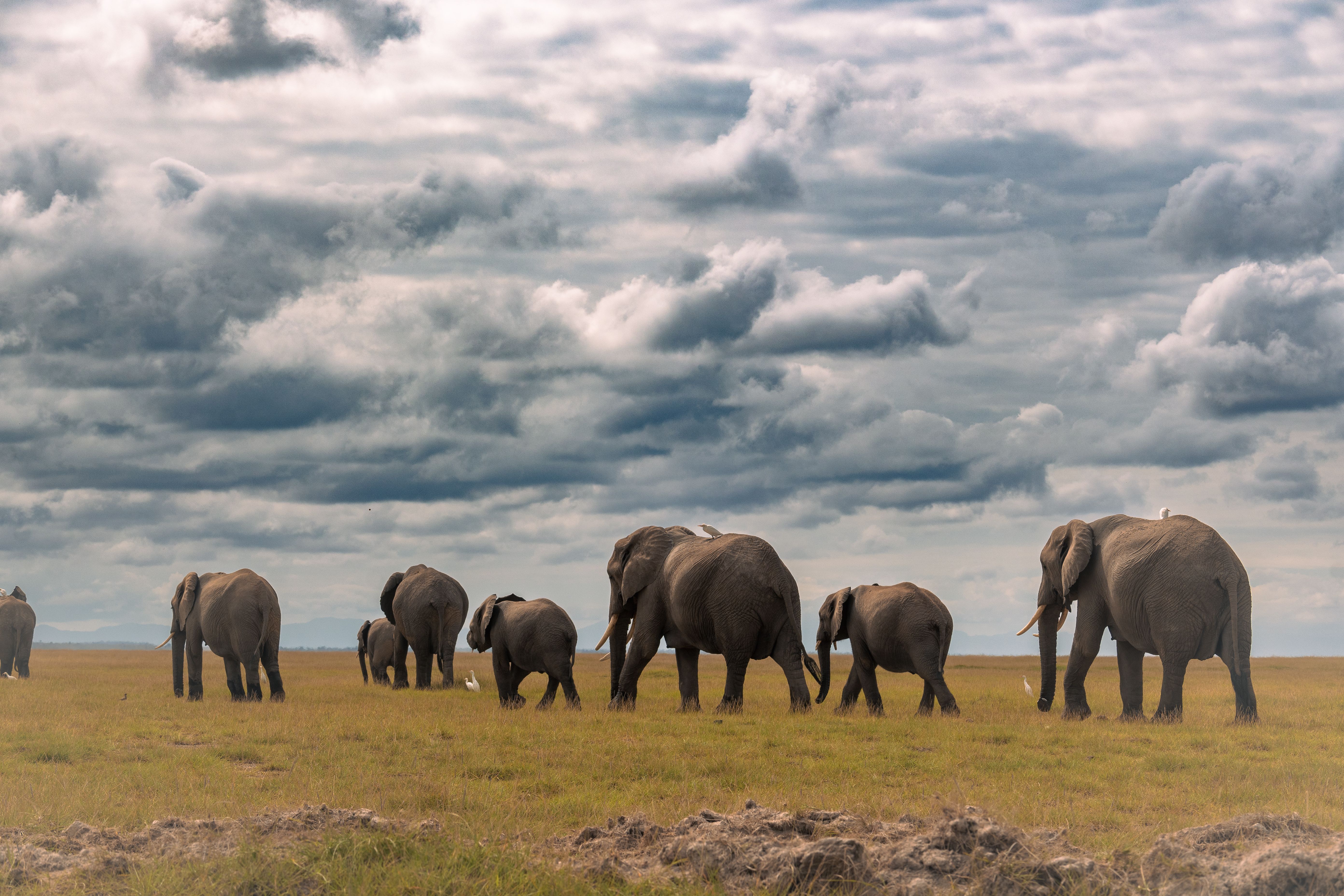 Africa Travel Guide: 2026's Best Destinations, Events, Attractions and More — Photo by Marri  Shyam on Pexels