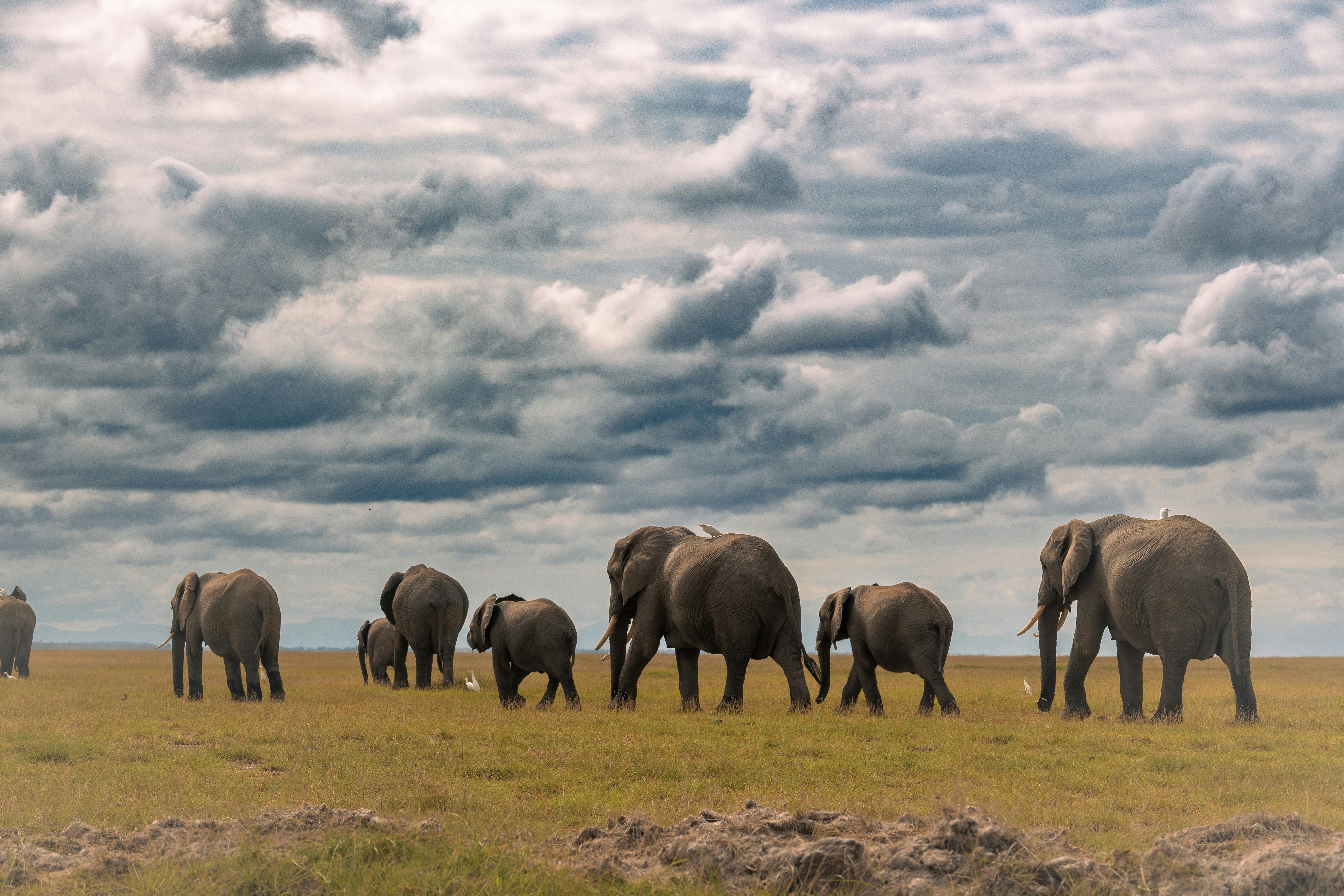 Elephant Walking Photos, Download The BEST Free Elephant Walking Stock Photos & HD Images