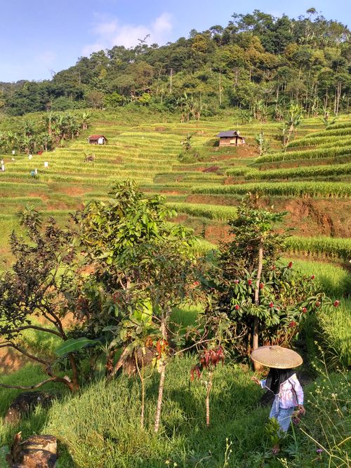 Free Idyllic view of rice terraces in Jawa Barat, Indonesia with lush greenery. Stock Photo
