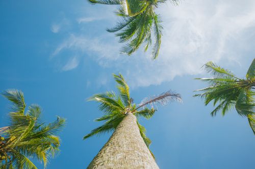 Free Upward view of tall palm trees reaching toward a clear blue sky, epitomizing a tropical paradise. Stock Photo