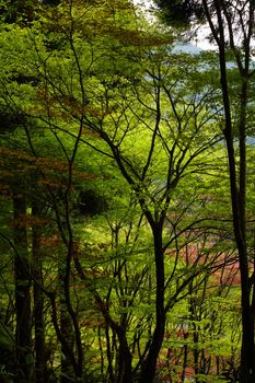 Peaceful forest scene with vivid spring foliage creating a calming natural atmosphere.